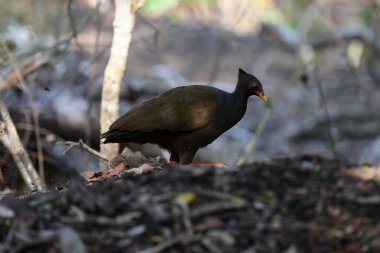 Komodo Takımadaları 'ndaki Rinca Adası' nda Turuncu Ayaklı Tırpan Kuşu veya Megapode Yuvası