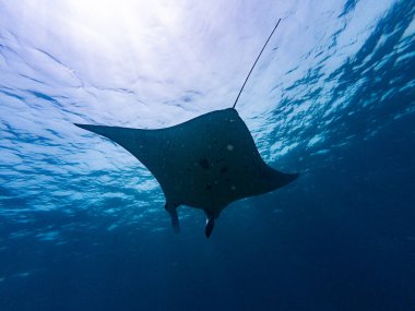 Manta Ray Sualtı Flores, Endonezya 'daki Komodo Ulusal Parkı' nda