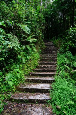 Ranamese, Flores, Endonezya 'da Merdivenlerle Ormanda Yürüyüş Yolu