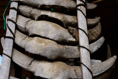 Bena Geleneksel Köyü, Flores, Endonezya 'da Kurban Olarak Atlanan Bufalo Boynuzları