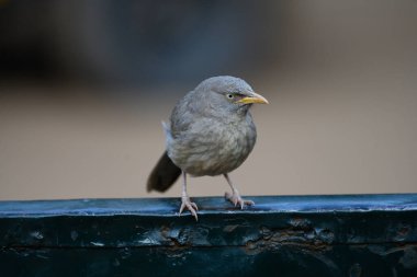 Ranthambore Ulusal Parkı, Hindistan 'da oturan Orman Geveze Kuşu
