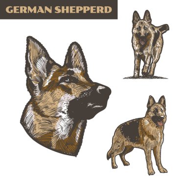 Bir Alman çoban köpeğinin el çizimi vektör çizimleri. Alman çoban köpeği vektör çizimleri. Alman Çoban çizimleri.