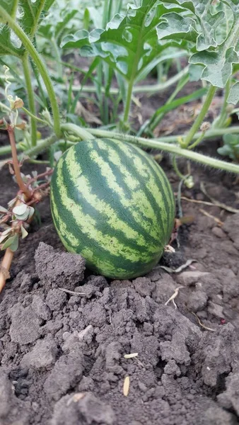 Juicy Watermelon Grows Field High Quality Photo — Stock Photo, Image