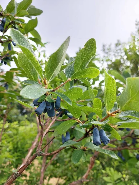 Çalının üzerindeki yeşil dallarda olgun hanımeli meyveleri. Yüksek kalite fotoğraf