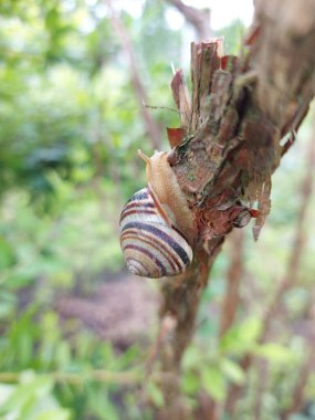 Bahçe salyangozu Cornu aspersum bir dal ve frenk üzümü yaprağı üzerinde sürünüyor. Aile arazi salyangozları.