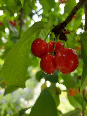 Kiraz dalı. Kiraz ağacında olgun kırmızı meyveler. - Evet. Yüksek kalite fotoğraf
