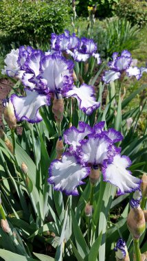 Süsen çiçekleri harika bahçe bitkileridir. Iris kelimesi gökkuşağı anlamına gelir. Süsen çiçekleri birçok renkte gelir. Yüksek kalite fotoğraf
