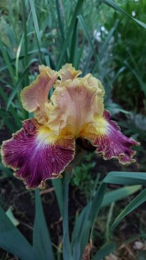 Süsen çiçekleri harika bahçe bitkileridir. Iris kelimesi gökkuşağı anlamına gelir. Süsen çiçekleri birçok renkte gelir. Yüksek kalite fotoğraf