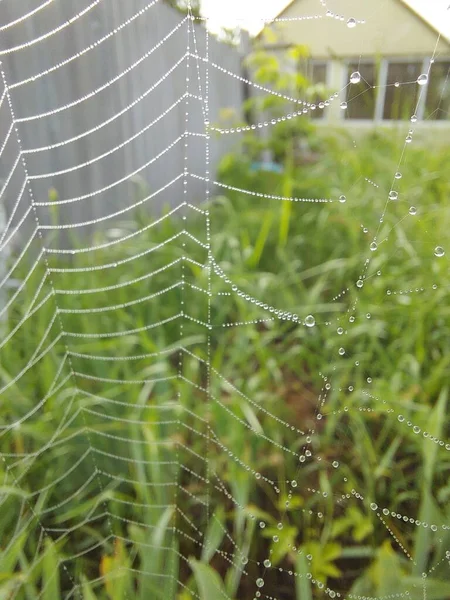 Sabahın erken saatlerinde su damlacıkları olan bir örümcek ağı. Yüksek kalite fotoğraf