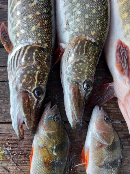 Predatory fish. Pike and perch on the table. Pike and perch with fishing tackle on nature. High quality photo