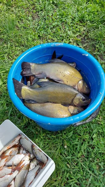 Tench fish in a bucket. Roach in a box. Catch of fish. Fishing.