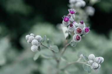 Arkaplan otlağında güzel yetişen çiçek kökü dikenli devedikeni. Çiçek kökü dikeninden çim çayırına kadar uzanan fotograf. Meadow kırsalında çiçek kökü dikenli dikenli devedikeni.