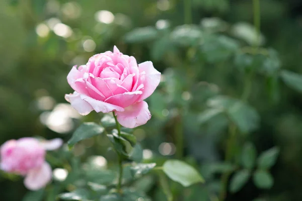 Pink rose flower in roses garden. Soft focus.