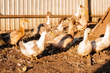Ducks on the farm. Ducks on a walk in the farm. High quality photo