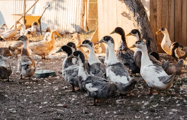 Ducks on the farm. Ducks on a walk in the farm. High quality photo