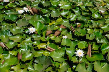 beautiful White Lotuses Flower with green leaf in the pond. 