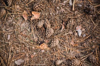 Forest floor with pine cones, leaves and small branches as background. High quality photo