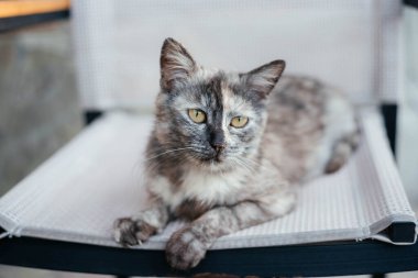 A sad black cat lies on a bench in the garden. Cat with green eyes. Cute and sad cat. 