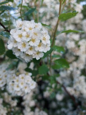 Spiraea Vanhuttei çiçekleri yakın çekim. Gelin çalıları, Spiraea vanhuttei, beyaz renkli çiçekler, ön planda odak bozulması ile kapanır. Yüksek kalite fotoğraf