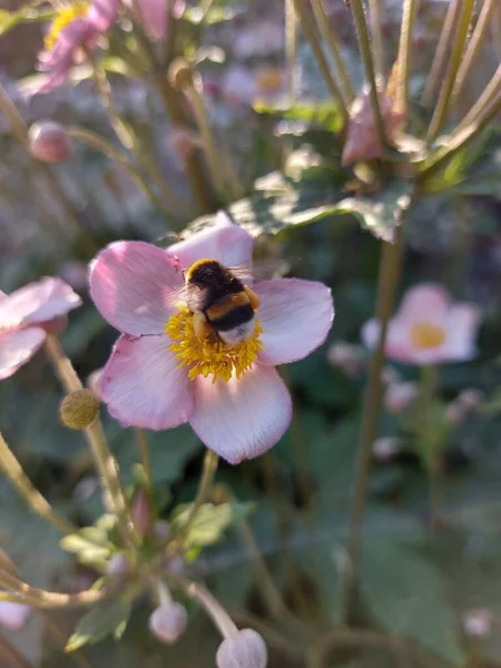 Bumblebee Raccoglie Nettare Fiore Viola — Foto Stock