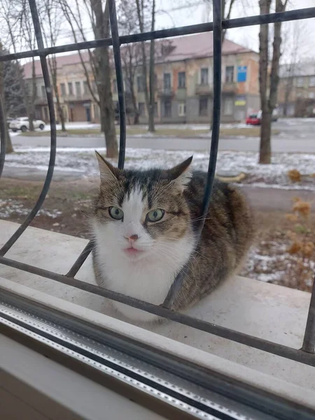 Cat Sits Windowsill Window — Stock Photo, Image