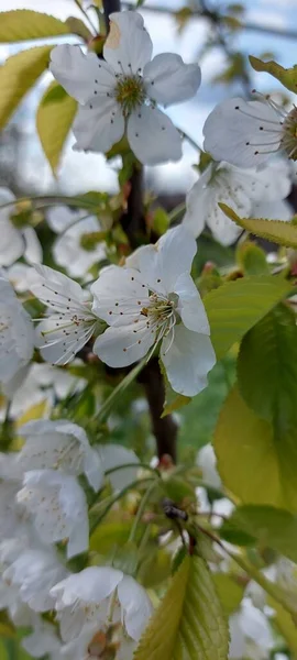 Весенний Цветочный Фон Сцена Природы Цветущим Деревом Весенние Цветы Весна — стоковое фото