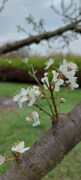 White plum blossom on blue sky background, beautiful white flowers of prunus tree in city garden, detailed close up plum branch. White plum flowers in bloom on branch, sweet smell.