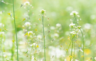 A selective focus shot of small white flowers in the meadow.  clipart