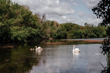 Gölette yüzen küçük kuğulu kuğular. Göldeki küçük kuğular. Göçmen, vahşi kuşlar doğada. Beyaz kuğu yavruları.. 