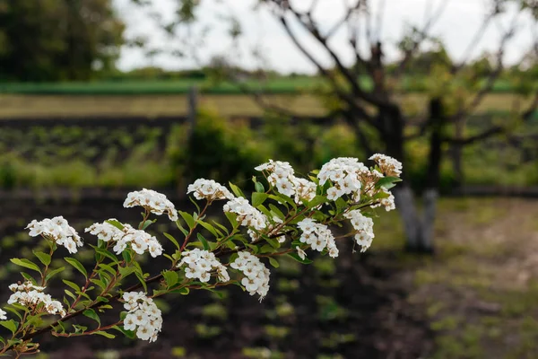 Λουλούδια Spiraea Vanhuttei Κλείνουν Νύφη Κλαδί Θάμνου Όμορφα Λευκά Λουλούδια — Φωτογραφία Αρχείου