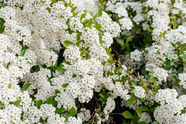 Цветы Spiraea Vanhutte Закрываются Невеста Куст Красивые Белые Цветы — стоковое фото