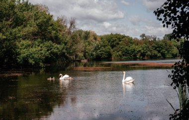 Gölette yüzen küçük kuğulu kuğular. Göldeki küçük kuğular. Göçmen, vahşi kuşlar doğada. Beyaz kuğu yavruları.. 
