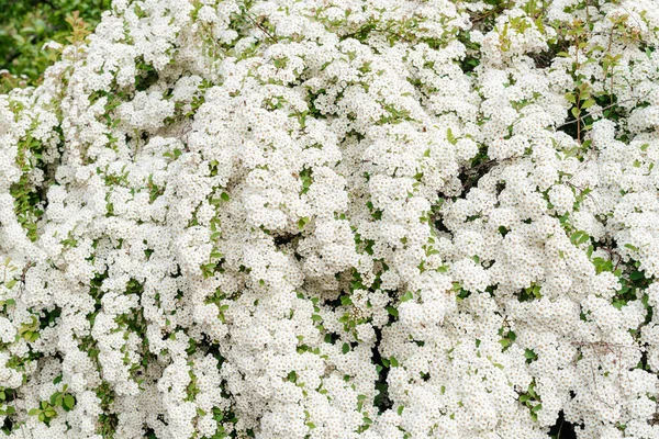 Цветы Spiraea Vanhutte Закрываются Ветка Невесты Красивые Белые Цветы — стоковое фото