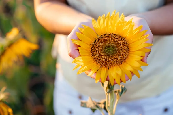 Beautiful sunflower in hands on sunny nature background. High quality photo