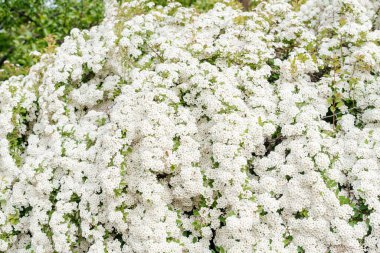 Spiraea vanhuttei çiçekleri kapanıyor. Gelin dalları, güzel beyaz çiçekler.. 
