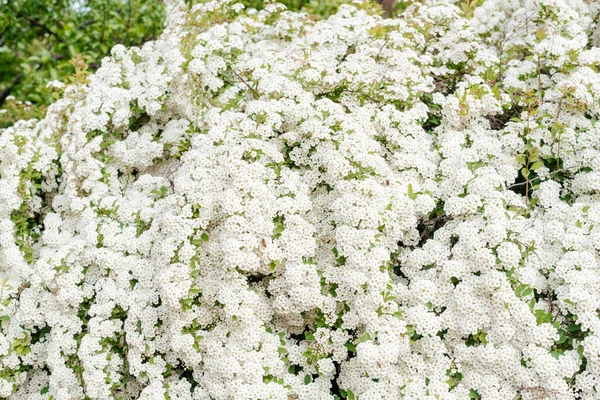 Цветы Spiraea Vanhutte Закрываются Ветка Невесты Красивые Белые Цветы — стоковое фото