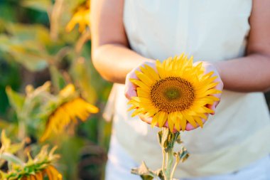 Beautiful sunflower in hands on sunny nature background. High quality photo