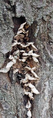 Kuru ağaç gövdeleriyle büyüyen küçük bir ağaç mantarı.. 