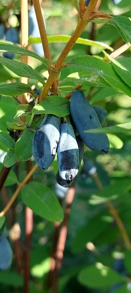 Çalının üzerindeki yeşil dallarda olgun hanımeli meyveleri. Yüksek kalite fotoğraf