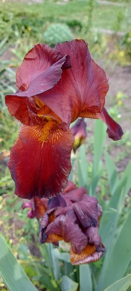 Iris Color Burdeos Jardín —  Fotos de Stock