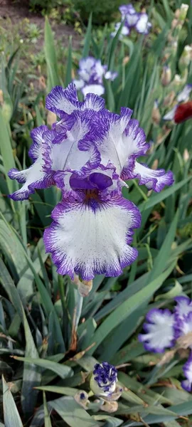 Weiße Iris Mit Violetten Rändern — Stockfoto