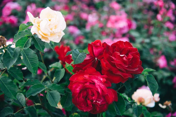 Bahçede parlak kırmızı ve beyaz güller açar, arka planda pembe güller.. 