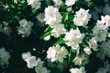 Yasemin çiçekleri güneşli yaz gününde çiçek açıyor, yakın çekim fotoğrafı.. 