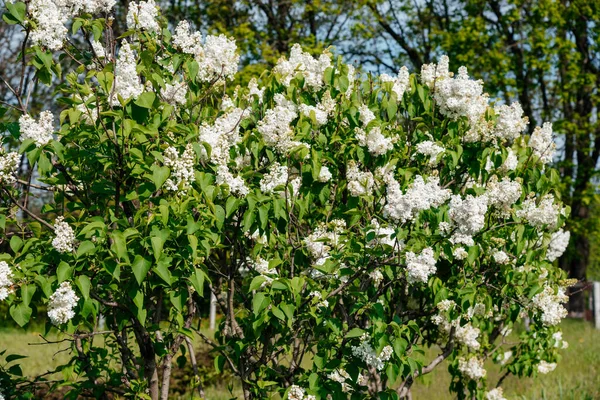 Biały Liliowy Krzew Kwitnie Wiosną — Zdjęcie stockowe