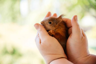 Bulanık arka planda bir adamın ellerinde kızıl sincap. Yavru sincap kurtarma.. 