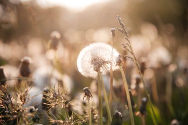 Güneşli bahar günlerinde çayırlardaki karahindiba çiçeklerinden oluşan narin yumuşacık bir çiçek.. 
