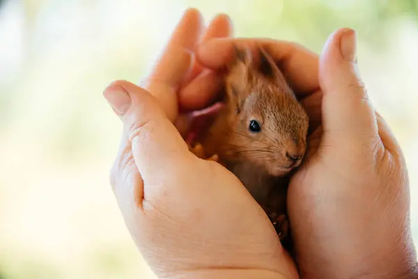 Bulanık arka planda bir adamın ellerinde kızıl sincap. Yavru sincap kurtarma.. 