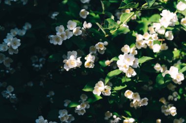 jasmine flowers blossoming in sunny summer day, closeup photo. 