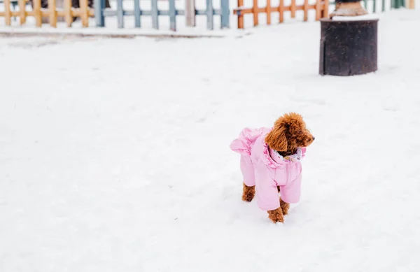 Kışın yürüyüşe çıkmış pembe tulumlu kahverengi kaniş.. 