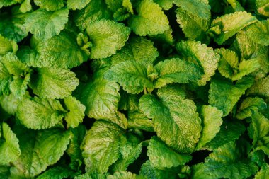 Limon merhemi ya da nane şekeri, Melissa officinalis aromatik yeşil bitki. Yakın plan.. 